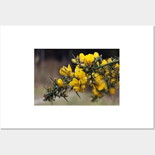 Gorse Flowers Posters and Art